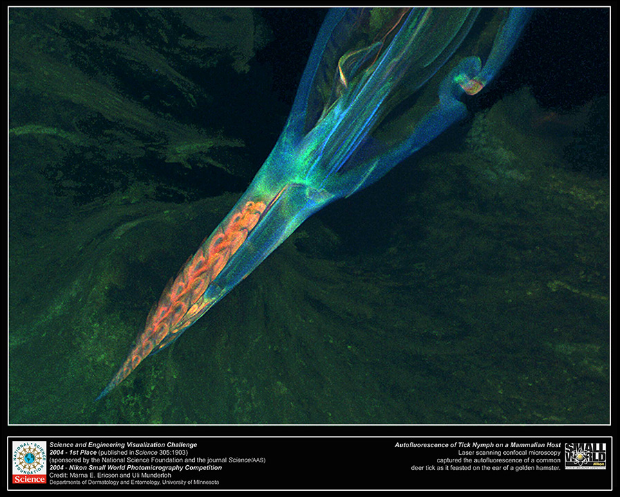 Autofluorescence of Deer Tick Nymph by Marna Ericson, PhD.