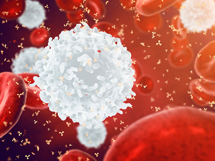 Ehrlichia infect white blood cells causing ehrlichiosis