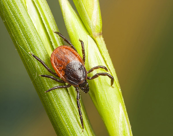 Ixodes scapularis ticks carries Powassan Virus