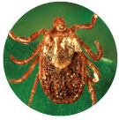 Types of ticks - Pacific Coast Tick