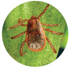 Pictures of ticks - Brown Dog Tick