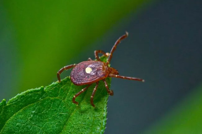 lone star tick can carry Ehrlichia which causes disease called Ehrlichiosis.