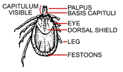 Pacific Coast Tick