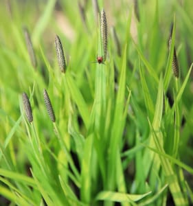 Image of a tick that causes Lyme disease