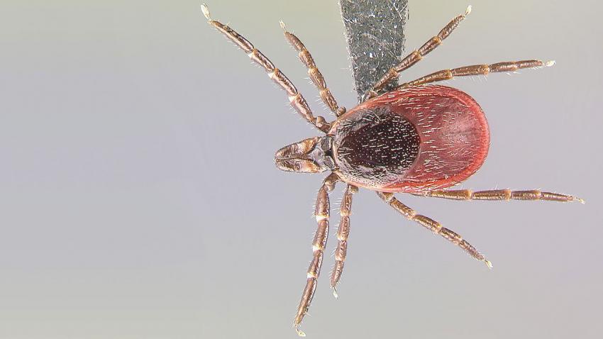 close up image of tick