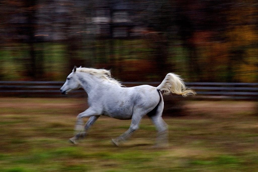 horse pic