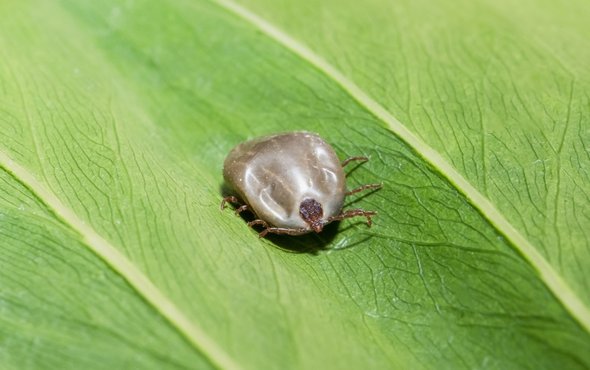 longhorned tick