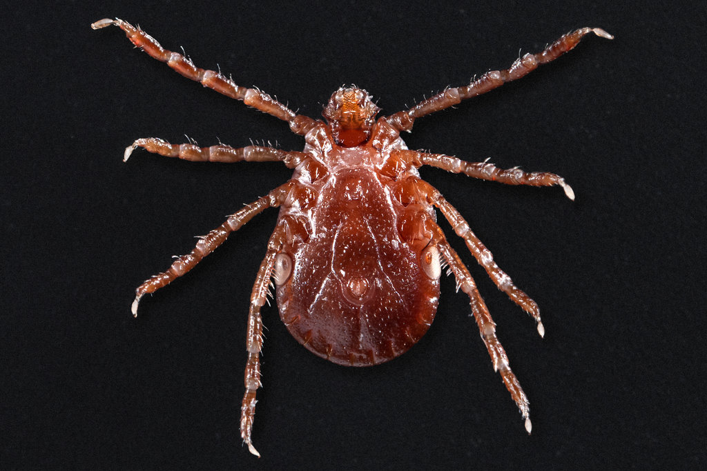 Asian Long-horned Tick