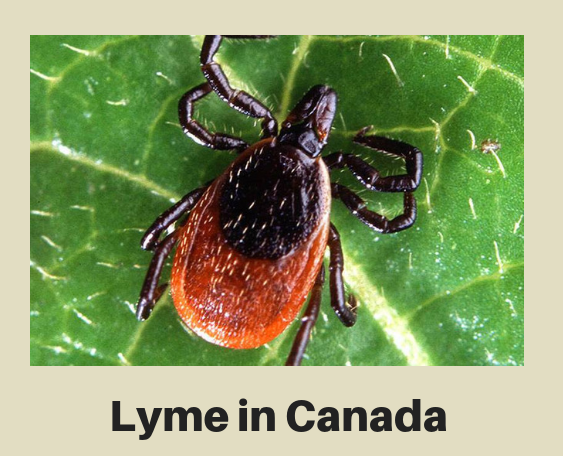 Lyme in Canada