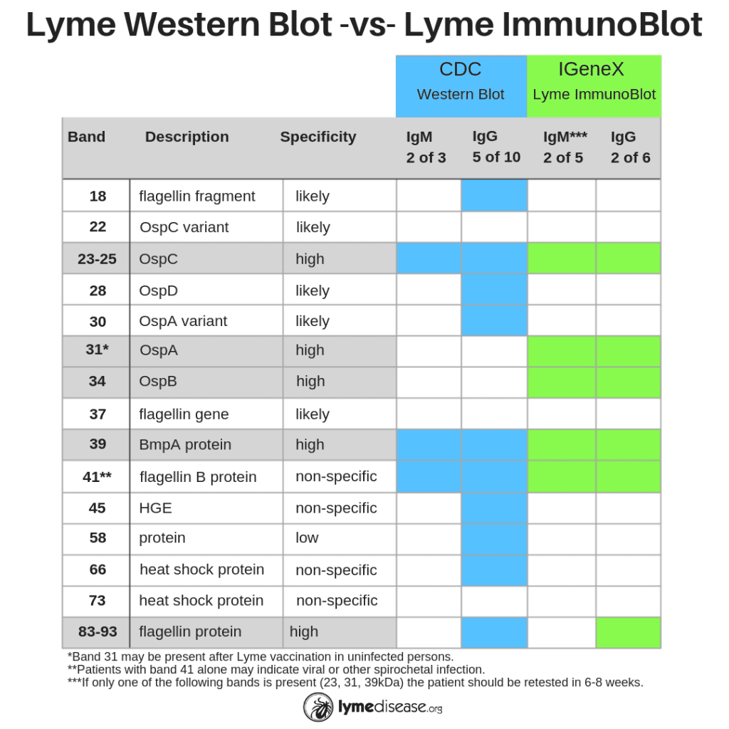 Chart comparing Western blot with Lyme ImmunoBlot