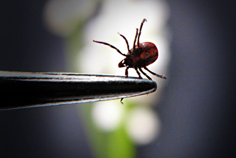 Tick, James Delingpole writes about Lyme disease in UK