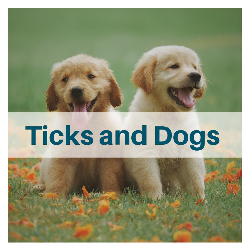 how to protect your dog from tick diseases