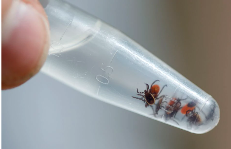 ticks in test tube