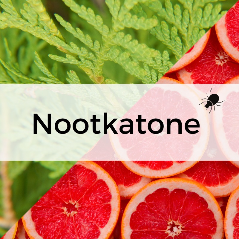 nootkatone